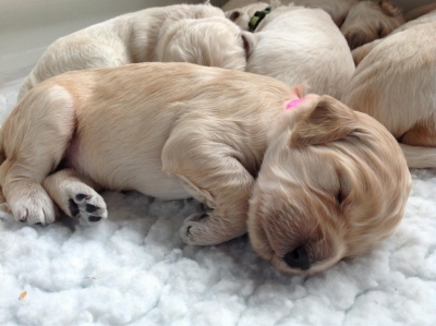 Wheatfield Labradoodles