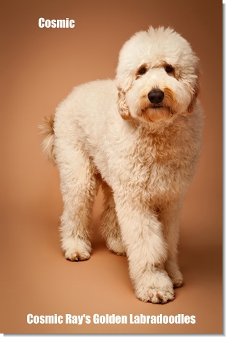 Cosmic Ray's Golden Labradoodles