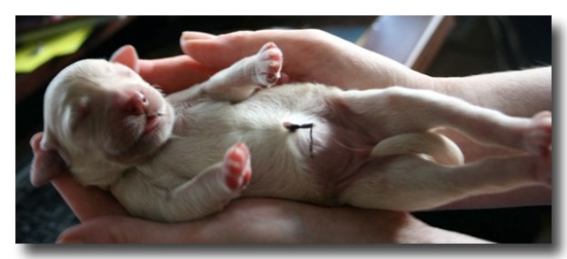 Dazzledore pup from fully health tested parents