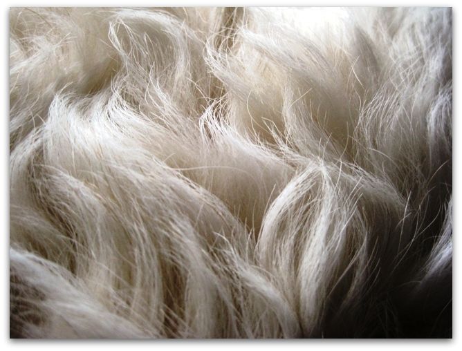 harsh wool