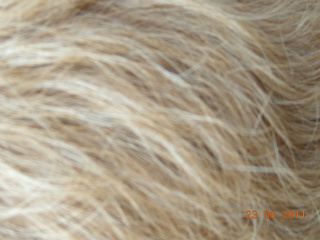 smooth coat