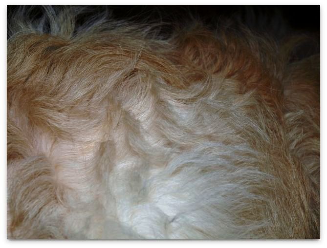 Scruffy/hair coat