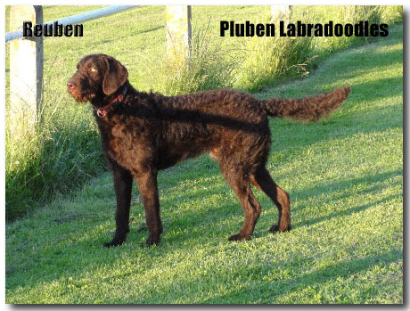 Reuben