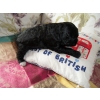 Cream of British Australian Labradoodles