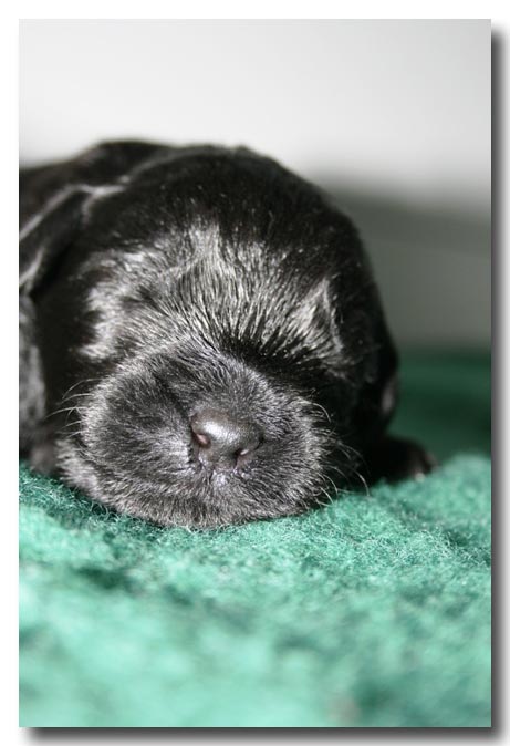  Dazzledore Pup from fully health tested parents