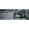 Horse Box Hawes