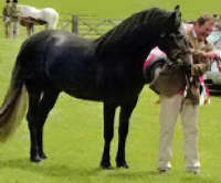 Connemara Ponies For Sale at Glen Afton Stud