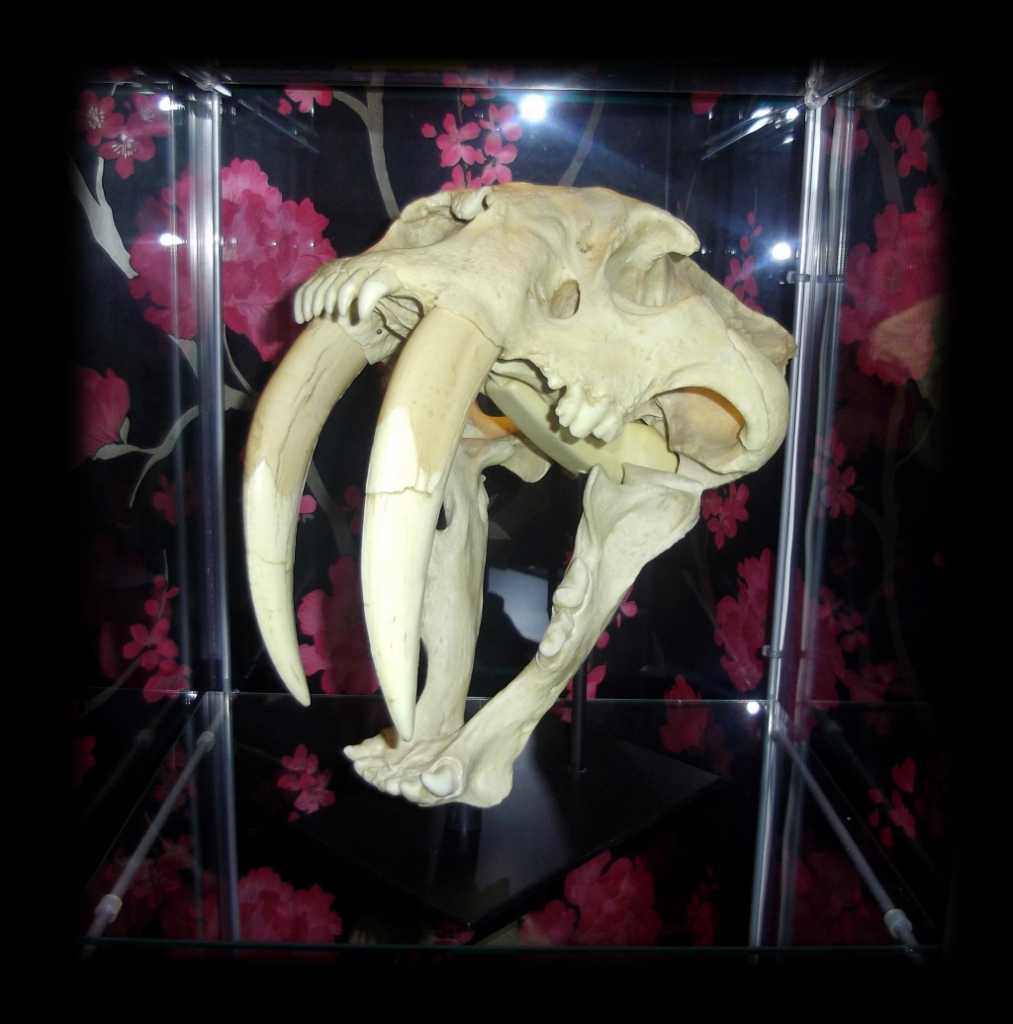 Saber tooth tiger skull