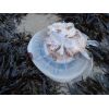underneath of jellyfish
