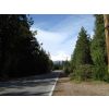 Roads lined with pine trees