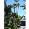 Hotel garden