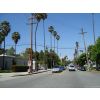 LA is `brown` with these palm trees everywhere