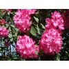 The rhodedendrons were out
