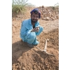 Workman gathering sand, on land near Bhuj, Gujarat, India.