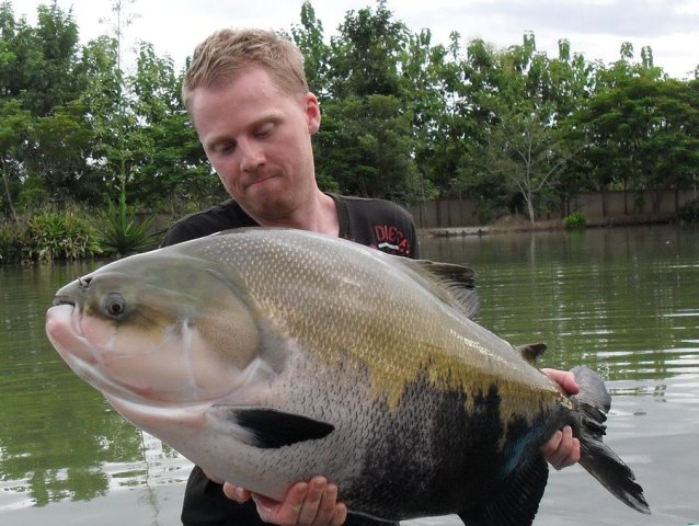 species-profile-pacu