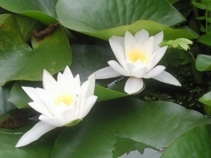 Place image here