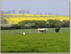 Mare and foal in the front field looking towards Bruntingthorpe