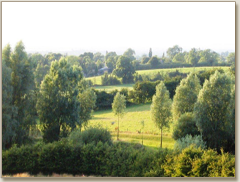 The newly planted woodland