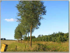 Cricketbat willows planted on the farm