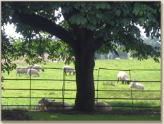 view from dining room to fields with sheep