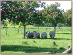 Sheep under horse chestnuts along drive in Leicestershire