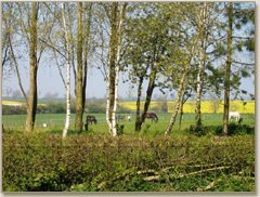 Horses in the front field towards Bruntingthorpe