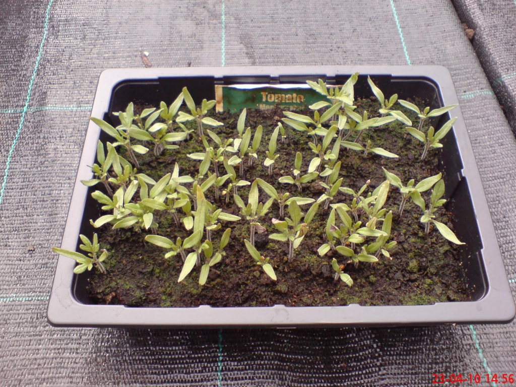 Tomato seedlings ready for transplanting www.heysgroundcare.co.uk