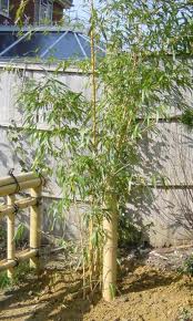 Choosing the right plant Garden design www.heysgroundcare.co.uk