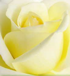 Flower readings by Richard @ www.heysgroundcare.co.uk Flower readings by Richard @ www.heysgroundcare.co.uk