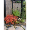 Acer in autumn www.heysgroundcare.co.uk