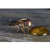 Hover Fly