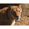 Lioness
