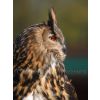 European Eagle Owl