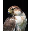 Kestrel