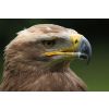 Steppe Eagle