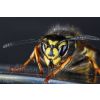 Queen Wasp