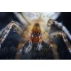 Spiders Eyes