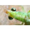 Lacewing Head