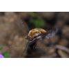 Bee Fly