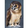 Asian Brown Wood Owl