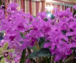  Cattleya Golden Pride x C. Cathy Noel