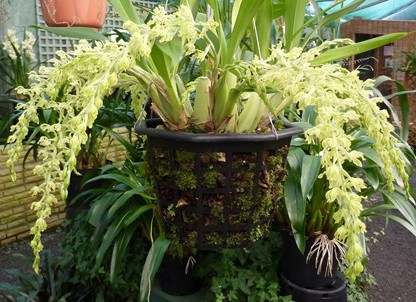  Gomesa crispa