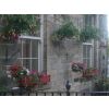 Flowers Planted and Maintained by AJC Services