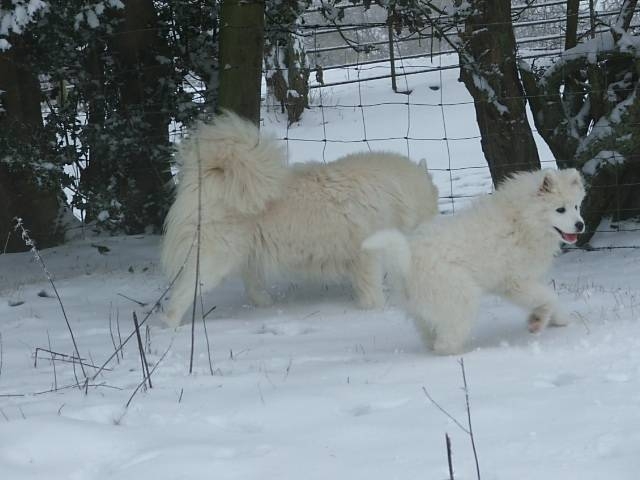snowdogs006 jpg