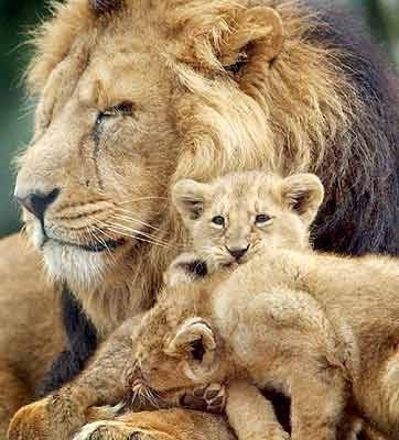 Lions & Cubs