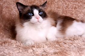 Hollygram Ragdolls