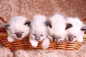 ragdoll breeders scotland