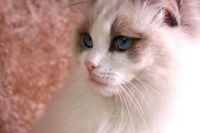  Hollygram Blue Rush (Hollygram Ragdolls)