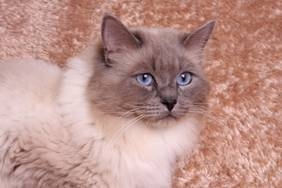  CH Hollygram Shamrock (Hollygram Ragdolls)