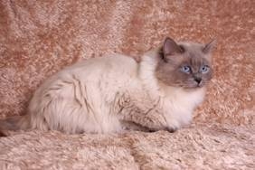 Hollygram Ragdolls